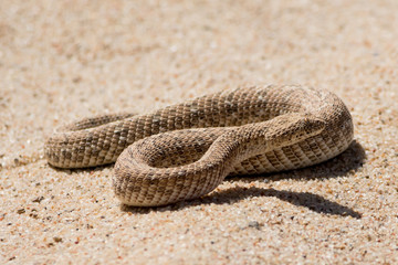 puff adder in the desert.