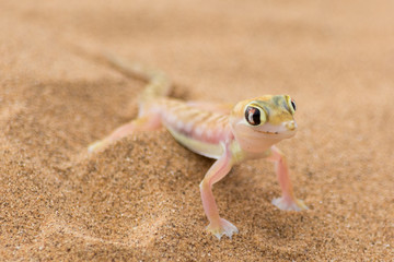 Desert Gecko.