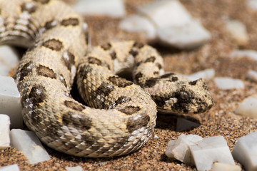 puff adder in the desert.