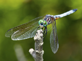 Blue Dasher Dragonfly