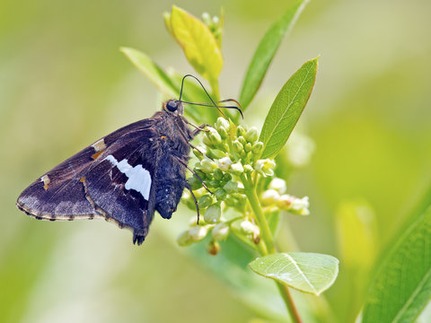 Silver-Spotted Skipper