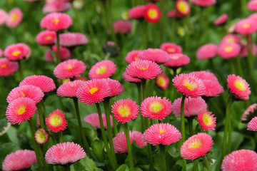 Gefüllte Tausendschönchen im Frühling © farbkombinat