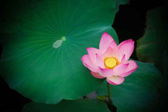 Fototapeta lotus flower in a pond