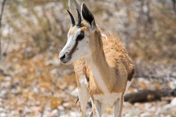 Springbok in the desert.