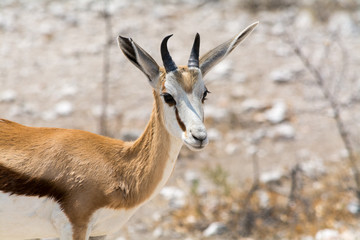 Springbok in the desert.