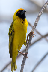 Fototapeta premium Yellow weaver bird.