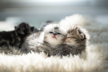 newborn kitten lying