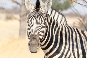 Fototapeta na wymiar Zebra Portrait.