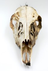 deer skull on white