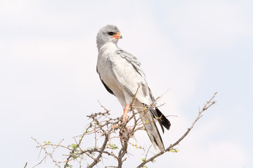 Pale Chanting Goshawk