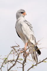 Pale Chanting Goshawk