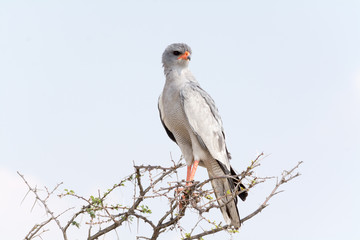 Pale Chanting Goshawk