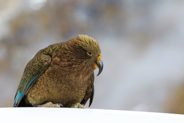 close up beautiful color feather ,plumage of kea birds with blur