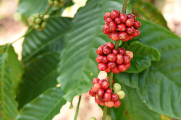 Coffee beans ripening on a tree.
