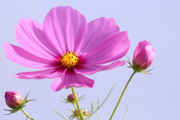 コスモス