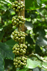 Green coffee beans on stem.