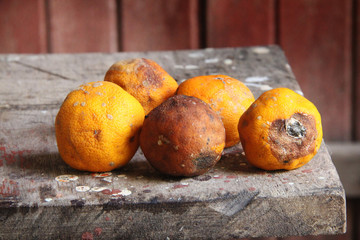 Moldy rotten orange fruit on the wooden floor.