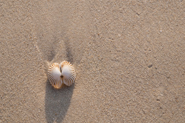 Shell on Beach