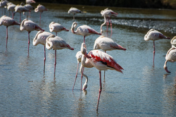 Pink Flamingo (Phoenicopterus ruber) in Camargue, France