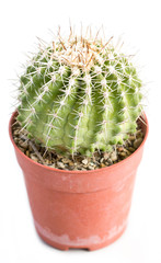 Cactus thorns in pot isolated on white.