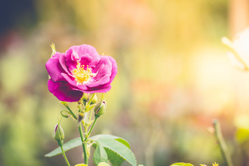 Roses in the garden filtered