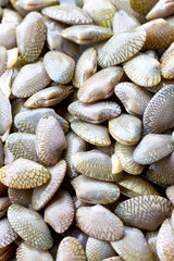 Full frame of fresh raw Surf clam. (Scientific name : Paphia undulata)