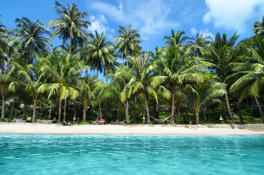Lovely White Sand Beach with Turquoise Water and Green Palm Trees on Tropical Isle