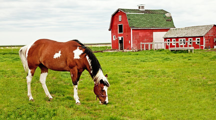 Horse in front of a barn