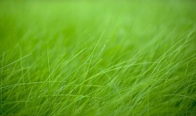 green grass