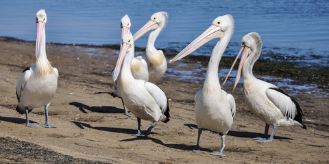 Pelicans on the Beach 2
