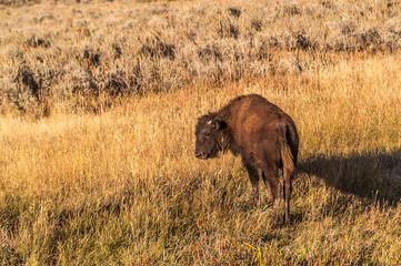 Juvenile Bison in Tall Grass 109