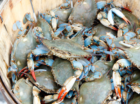 Color DSLR image of a bushel of blue claw crabs (callinectes sapidus) in horizontal orientation
