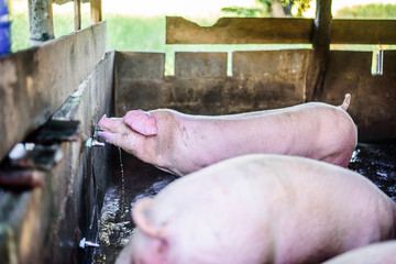 thai farm, the farm pigs, focus eye pig.