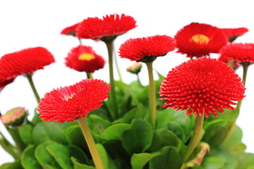 Red daisies on white background