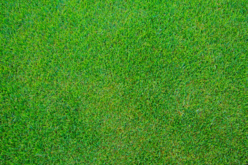Fototapeta premium grass background.