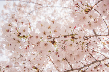 Naklejka premium さくら SAKURA