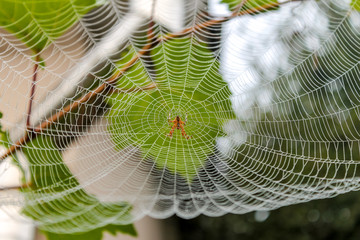 Spider sits on his web.