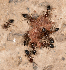 ants on a brown background