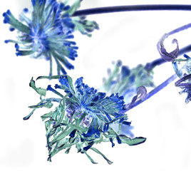 blue flowers on a white background