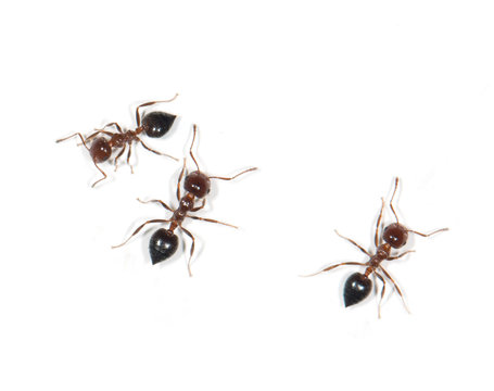 Ants On A White Background