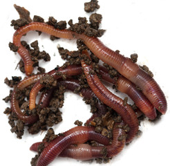 Worms on a white background