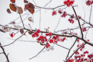 branch with red berries in ice on the backdrop of winter branches