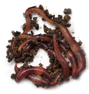 Worms on a white background