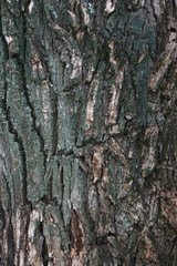 texture of the old willow tree bark