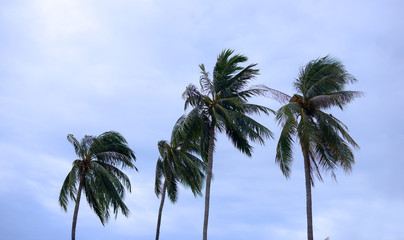 palms at hurricane