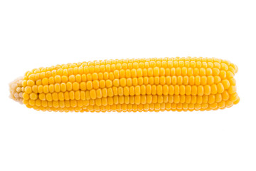 Ears of Sweet corn isolated on white background