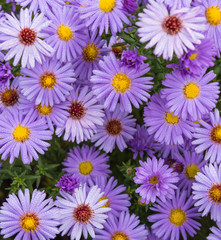 purple asters with dew