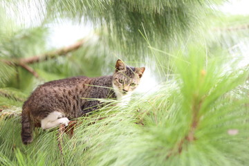 Cat on a pine tree through the pine leafs 