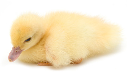 Fototapeta premium yellow duckling on a white background