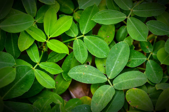 green leaves